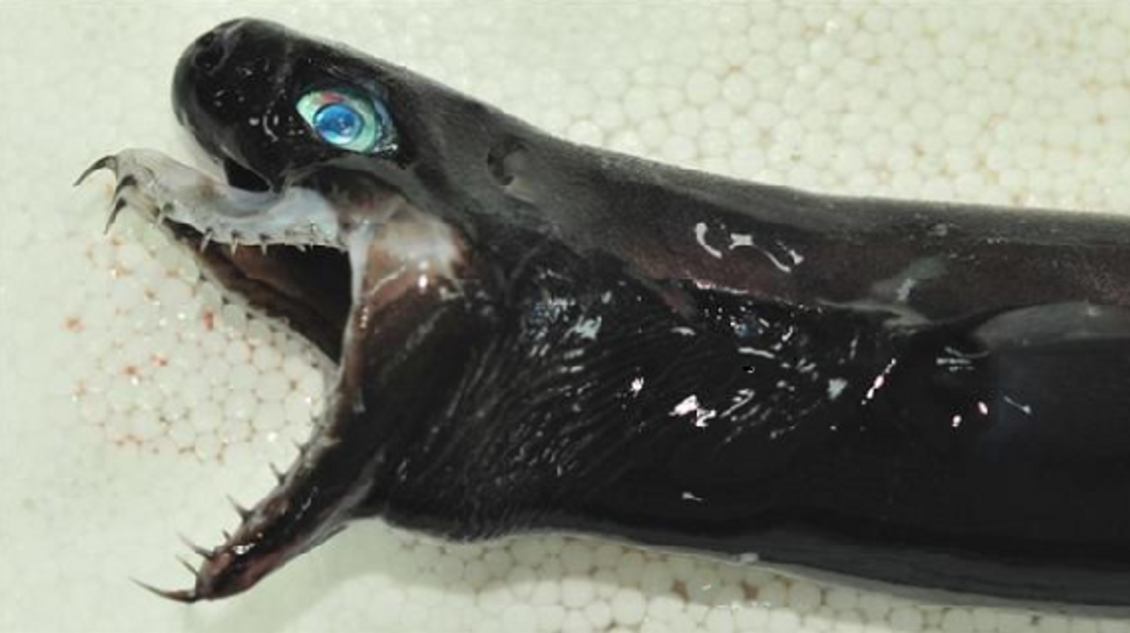Tiefsee-Hai mit ausfahrbarem Kiefer ins Netz gegangen
