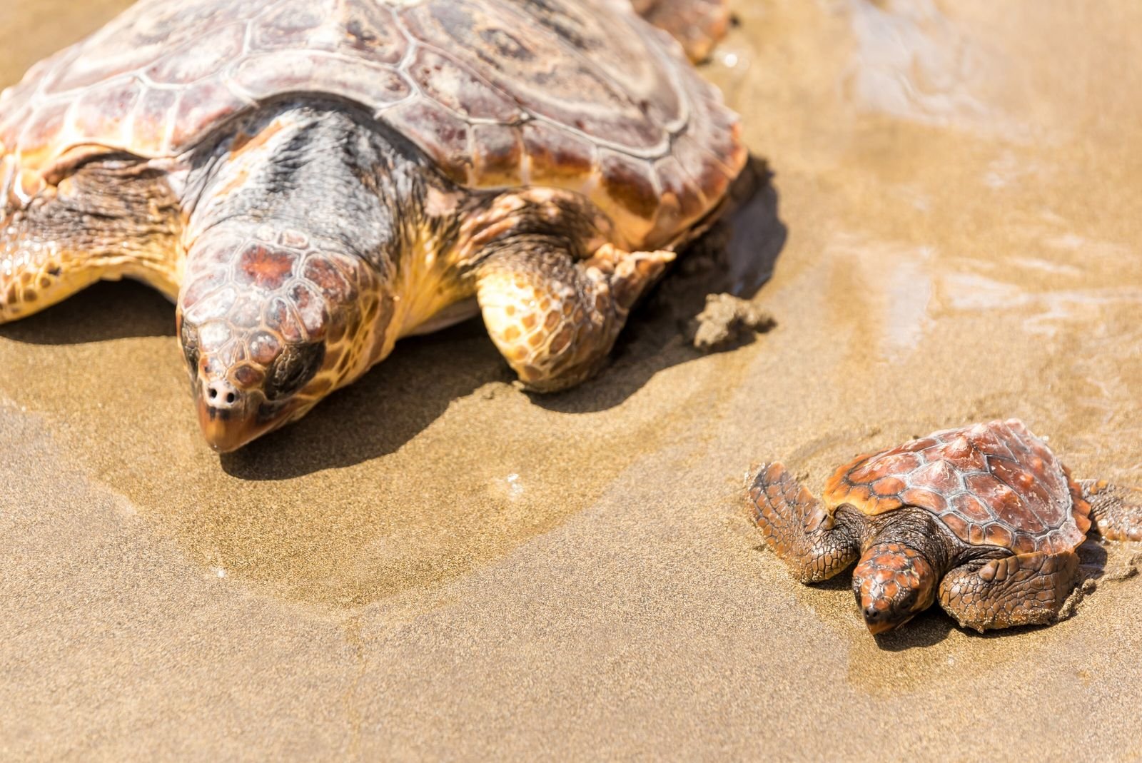 Türkische Oase: Am Strand der Schildkröten