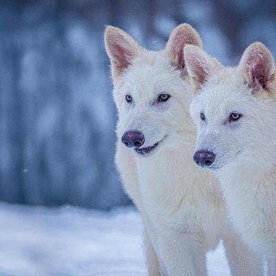 Ausgestorbener Schattenwolf kehrt zurück – oder doch nicht?