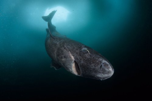 Grönlandhai aus der Arktis in der Karibik gesichtet