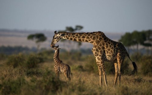 Giraffen: Neue Zahlen machen Hoffnung