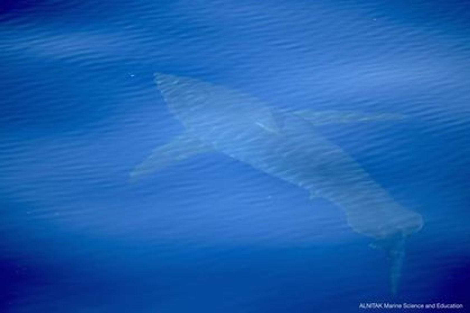 Weißer Hai vor Mallorca: Neue Hoffnung für die Mittelmeerfauna?