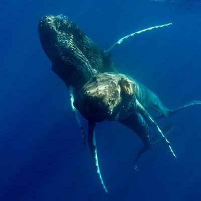 Paarung wider Willen: Erste Bilder zeigen Sex bei Buckelwalen