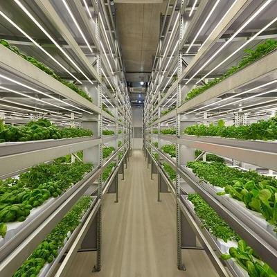 Vertical-Farming: High-Tech-Gemüse aus der Großstadt