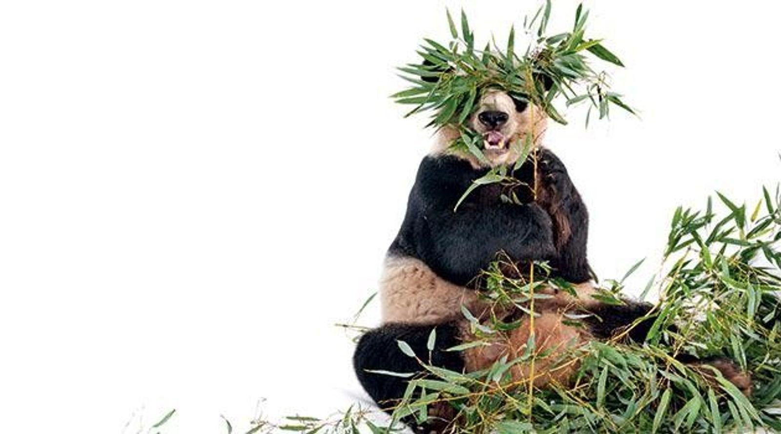 Paarungsverhalten: Sexmüde Pandabären