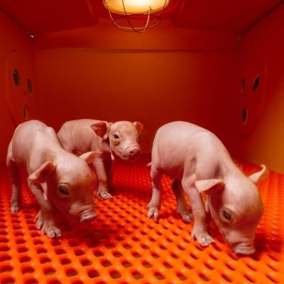 Dieses Schwein könnte Ihr Leben retten