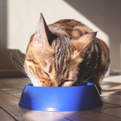 Veganes Futter: Brauchen Katzen Fleisch?