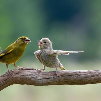 Streitende Vögel und tanzende Otter: Die witzigsten Tierfotos des Jahres 2023