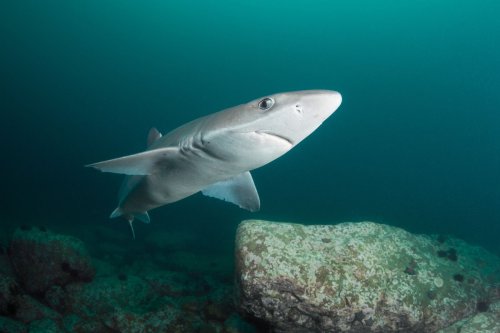 Welche Haie leben in der deutschen Nordsee?