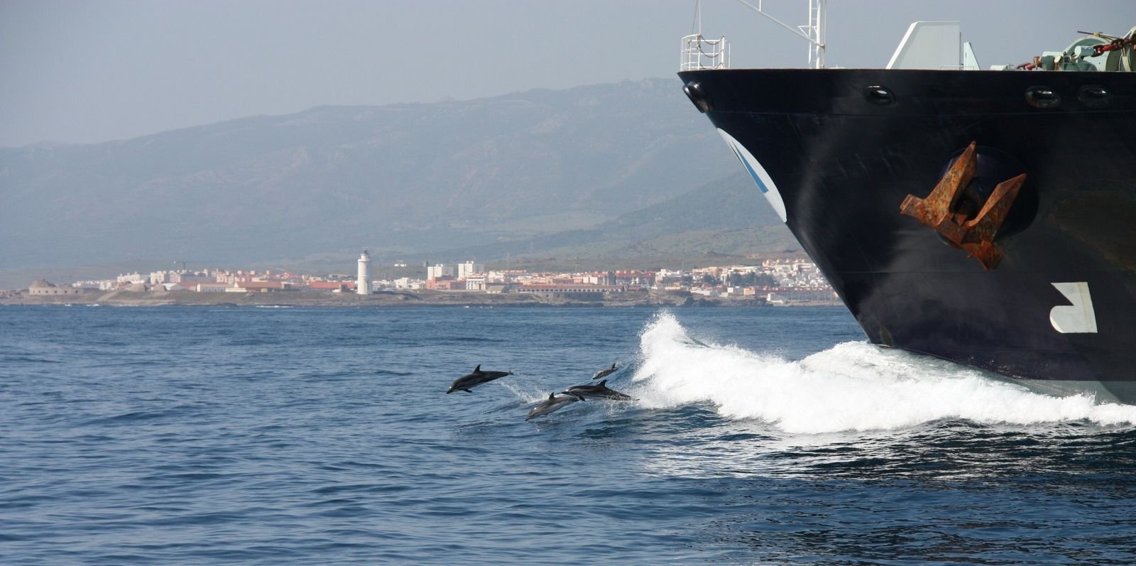 Gefährliches Paradies: Wale und Delfine in der Straße von Gibraltar