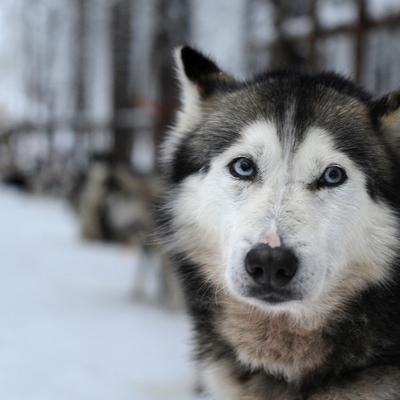 Warum haben Hunde blaue Augen?