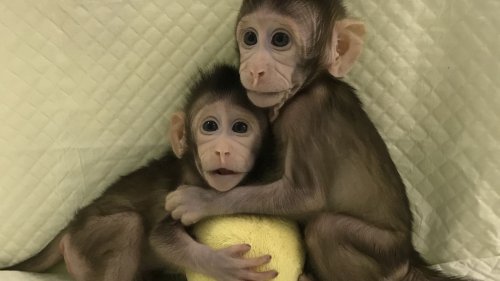 Affen-Klone werfen Fragen zur Zukunft der Forschung auf