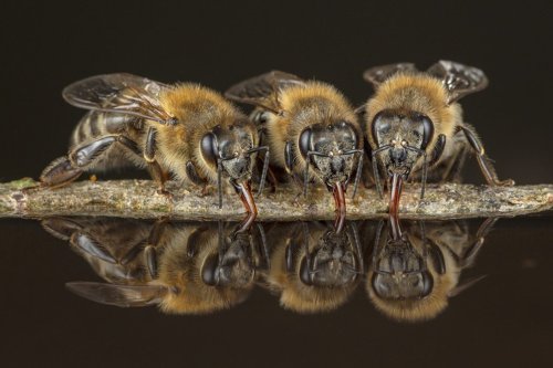 Faszination Bienen