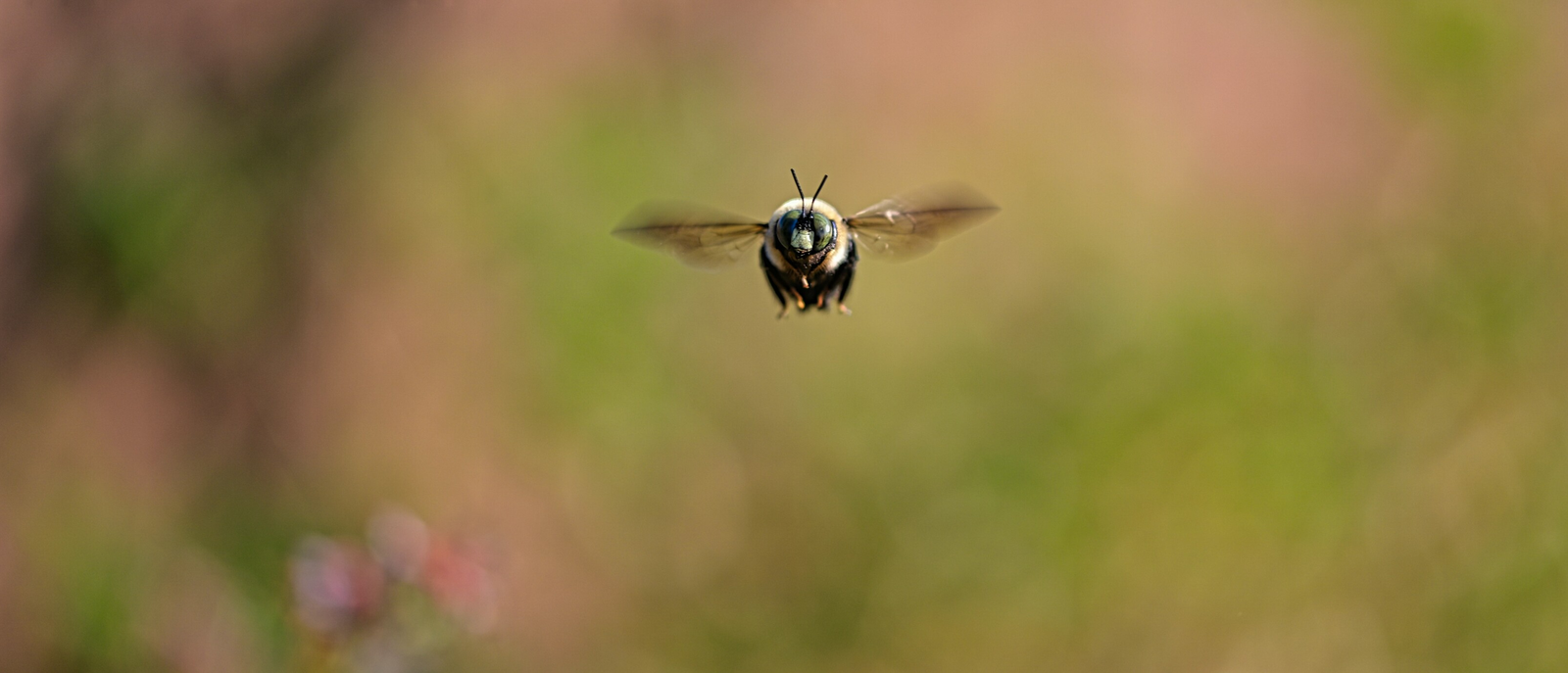 Roboter-Bienen: Kann Technik die Arbeit von Insekten ersetzen?