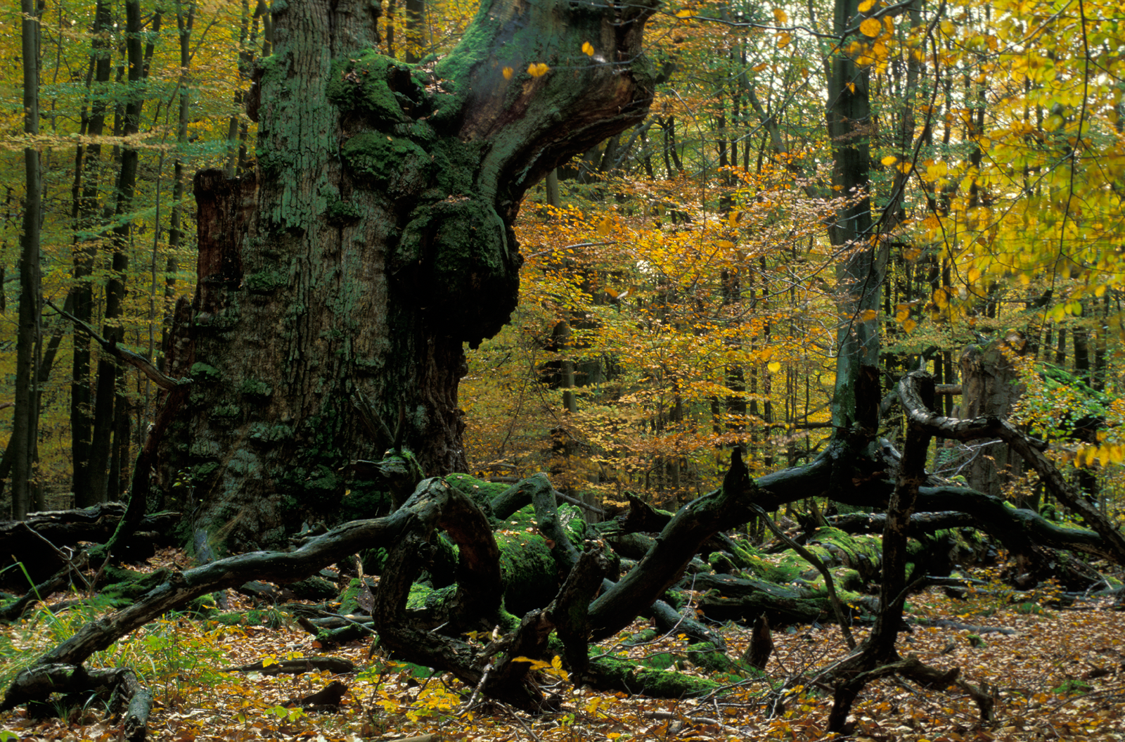 Wunderwelt Wald: 13 überraschende Fakten über Wälder in Deutschland