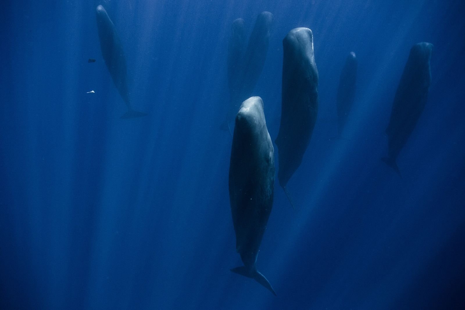 Warum diese Wale im Meer „stehen“
