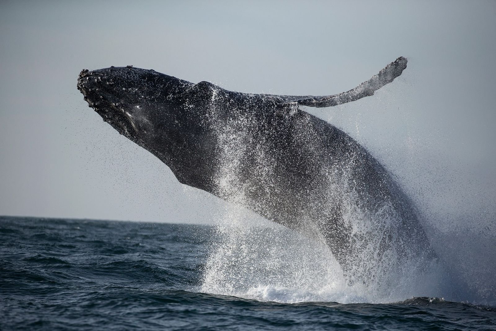 Lockdown als Segen: Stille Meere reduzieren Stress bei Walen