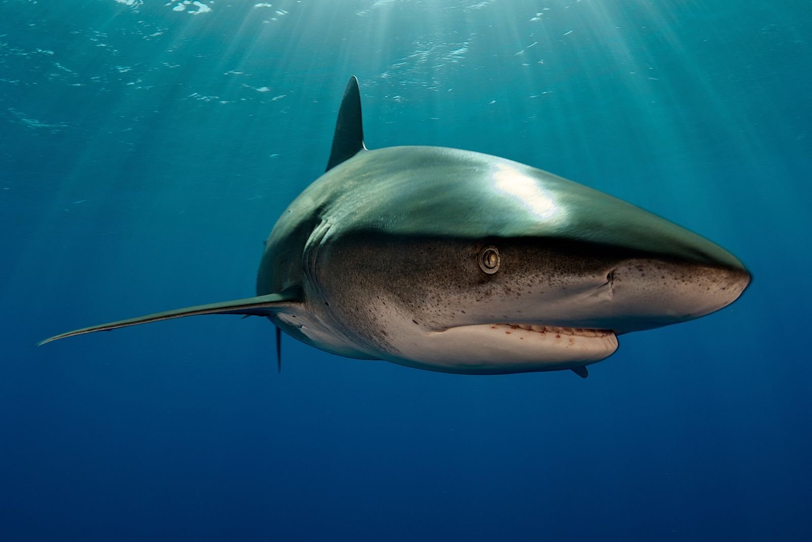Kampf in der Tiefe: Hai wehrt Riesenkalmar ab