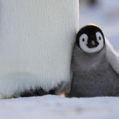 7 verblüffende Funfacts über Pinguine