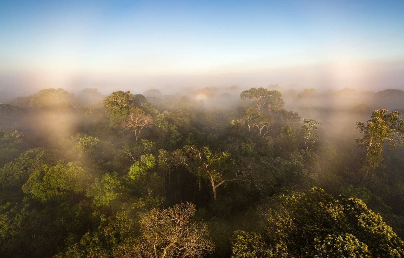 Der Amazonas stößt nun mehr Treibhausgase aus, als er absorbiert
