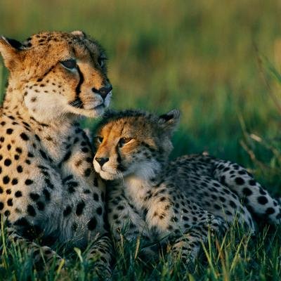 Mama ist die Beste! Tierische Galerie zum Muttertag