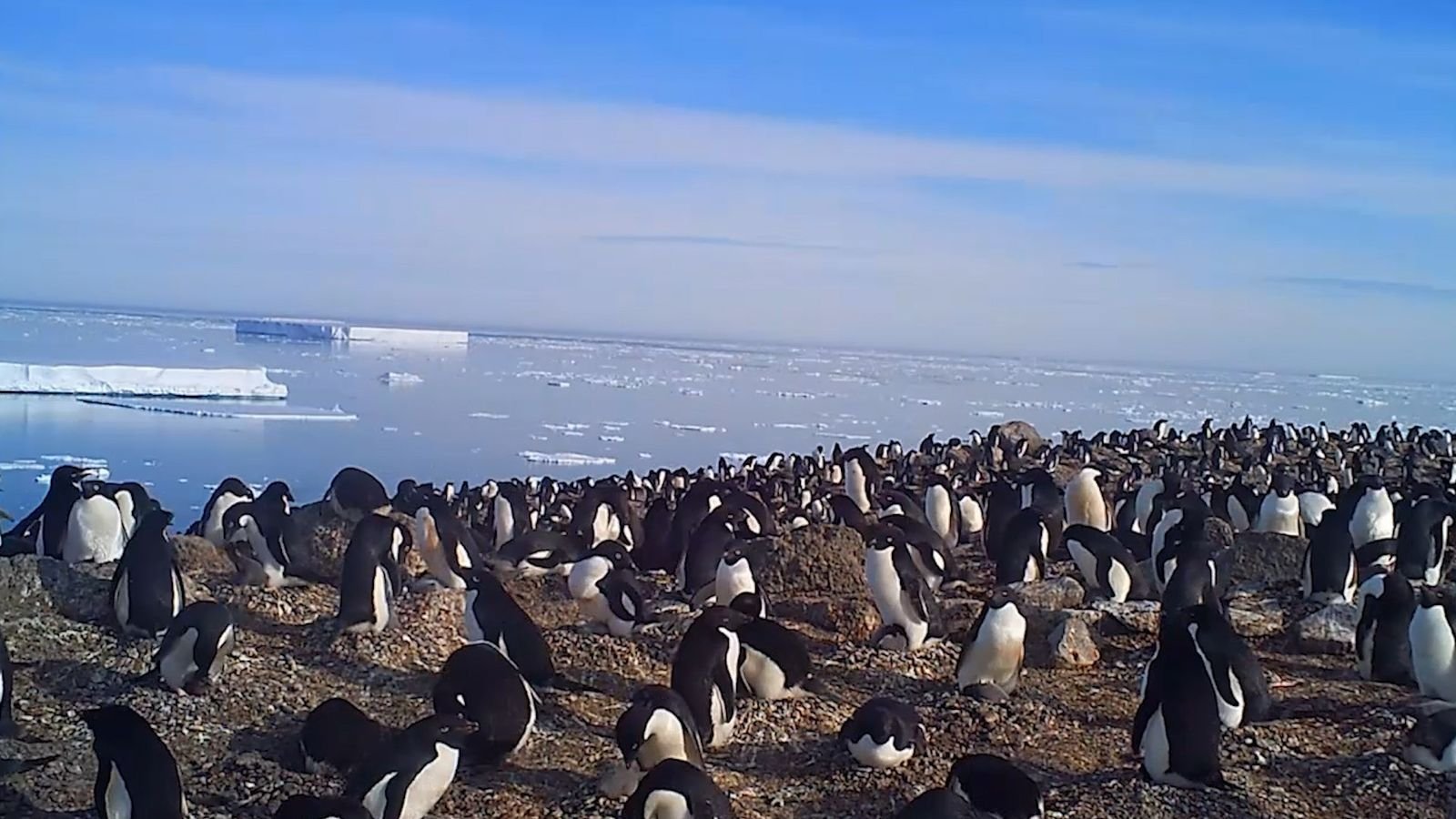 Ein kleiner Einblick in eine versteckte Kolonie von 1,5 Millionen antarktischen Pinguinen