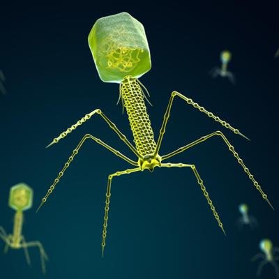 Phagen statt Antibiotika: Lösen diese Viren das Problem der resistenten Keime?
