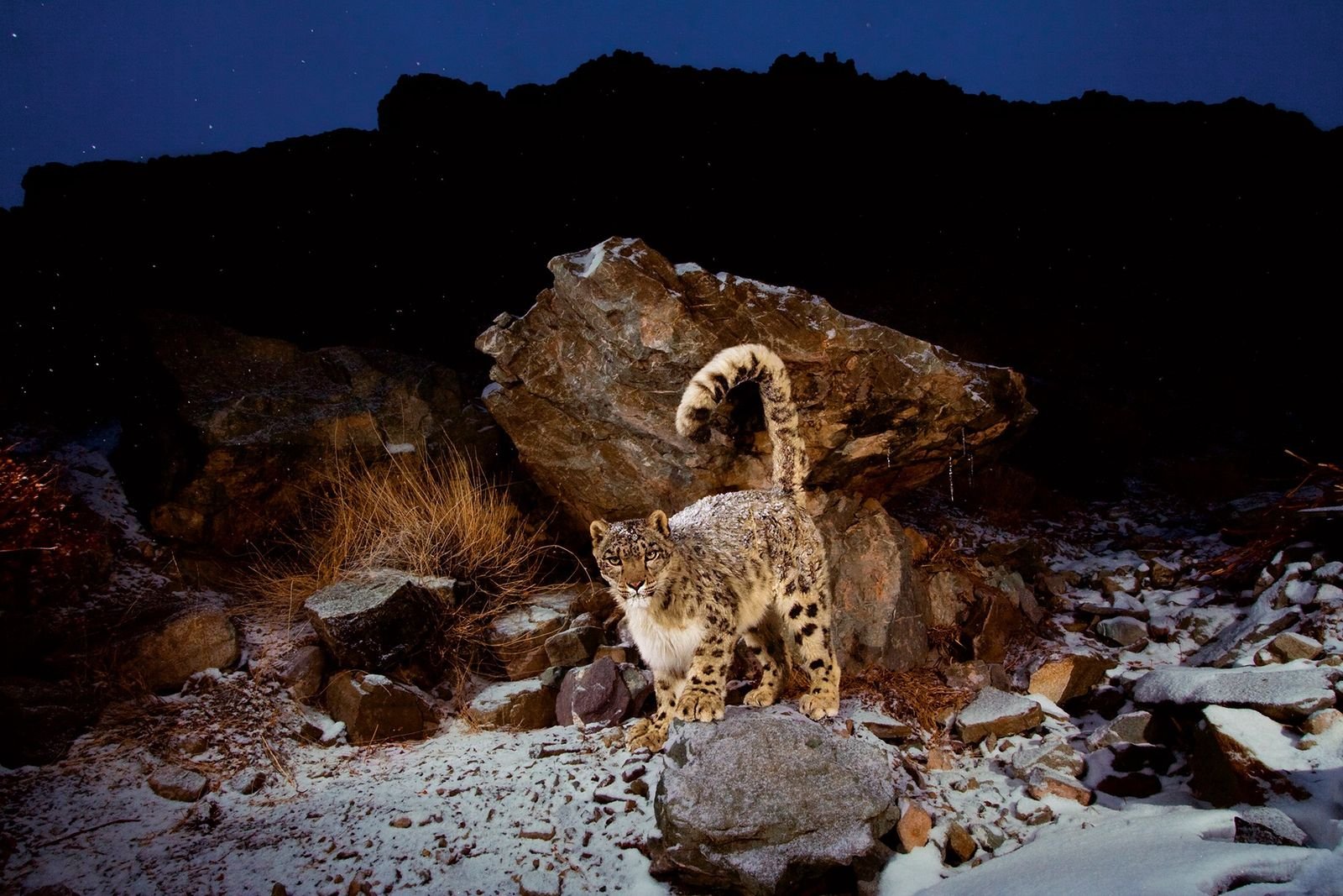 Hohe Kunst: Wie Tiere in extremen Bergregionen überleben