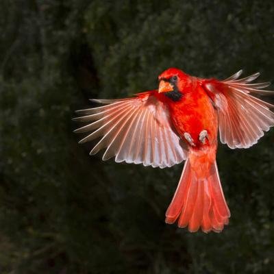 Galerie: 15 Aufnahmen, die zeigen, wie schön die Vogelwelt ist