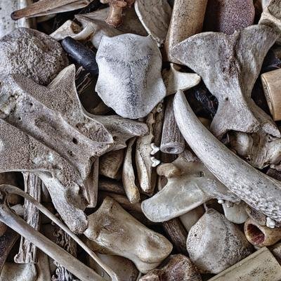 Blut und Knochen im Blumendünger: Sind vegane Dünger eine Alternative?