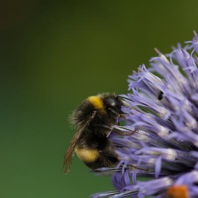 4 Tipps für einen bienenfreundlichen Garten oder Balkon