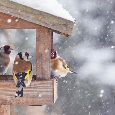 Pro und Contra: Sollte man Vögel im Winter füttern?
