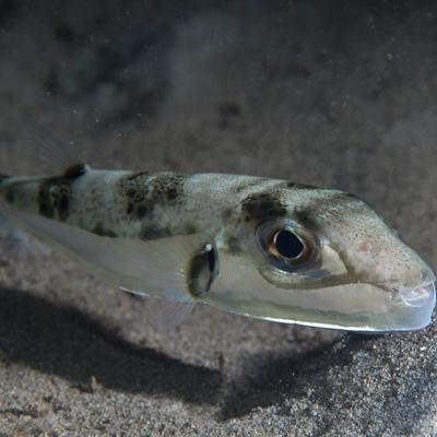 Giftiger Kugelfisch breitet sich in der Adria aus