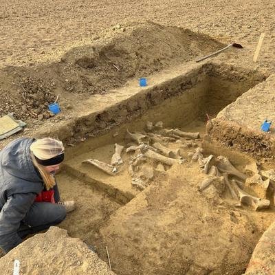 Schlachtplatz in Niederösterreich: Knochen von fünf Mammuts gefunden