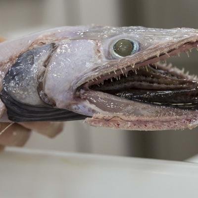 Der alptraumhafte Tiefsee-Eidechsenfisch hat bewegliche Zähne
