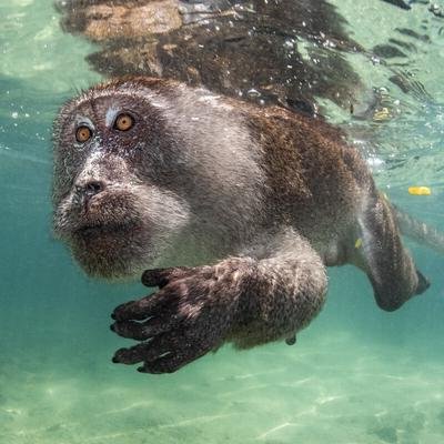 Galerie: Tauchende Affen und spuckende Fische: Die besten Unterwasserbilder des Jahres