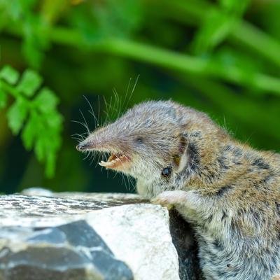 Germany‘s Toxic Ten: Die 10 giftigsten Tiere Deutschlands