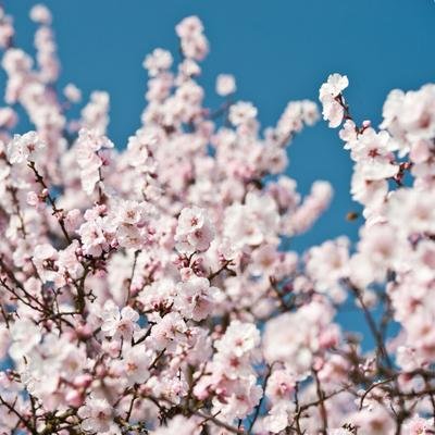 Die schönsten Orte zur Blütezeit in Deutschland