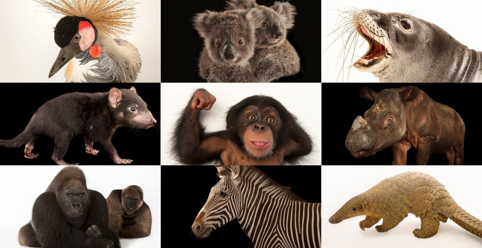 Diese 50 Tierarten sind in Gefahr – und so können wir ihnen helfen