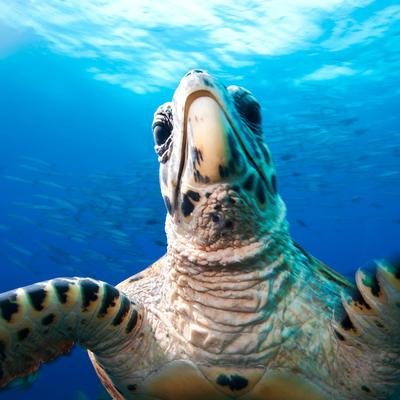 13 Aufnahmen seltener Meeresschildkröten
