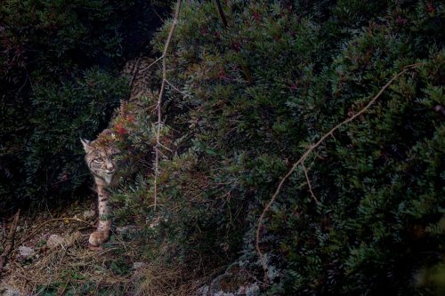 Artenschutz triumphiert: Die bedrohteste Katzenart der Welt kehrt zurück