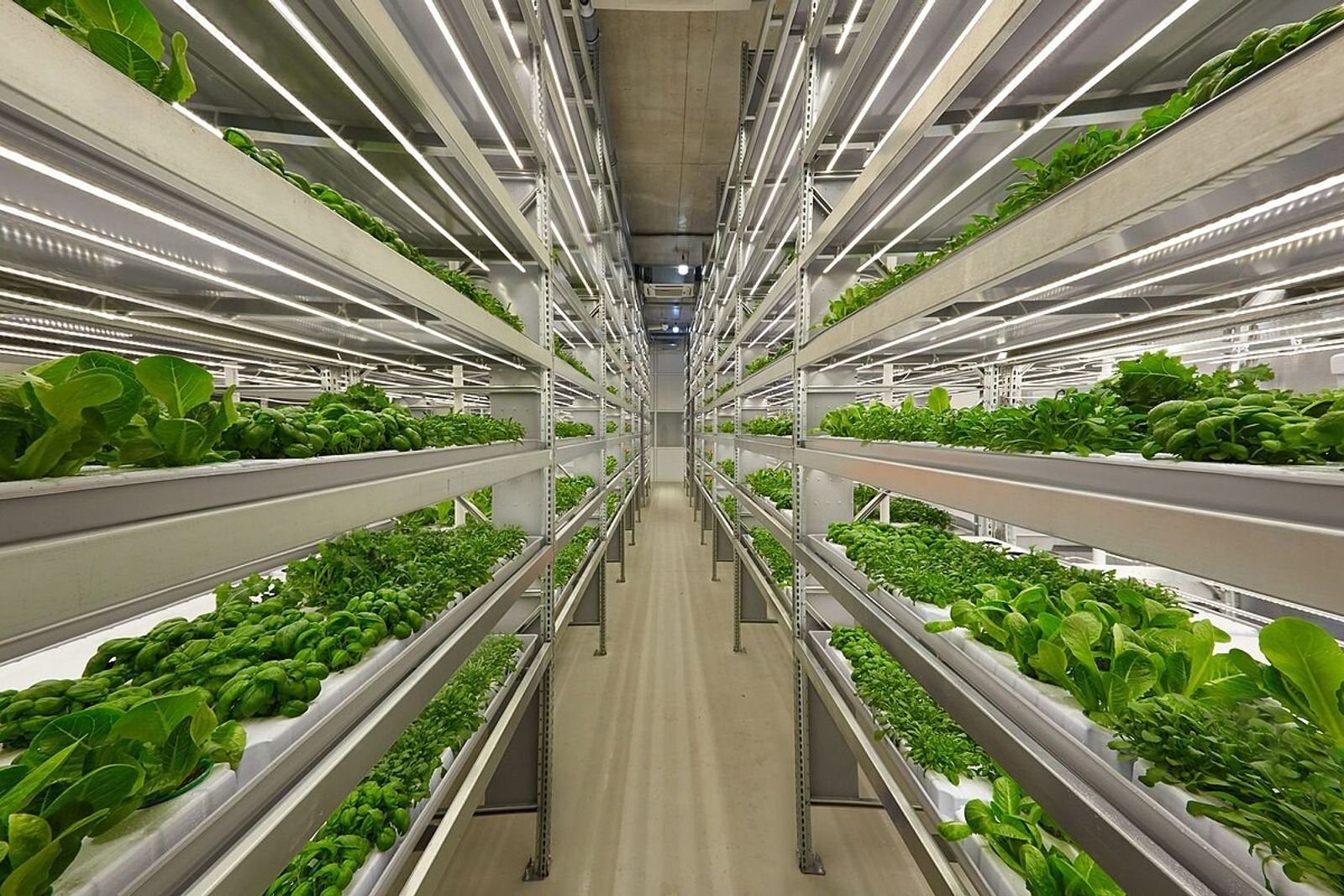 Vertical-Farming: High-Tech-Gemüse aus der Großstadt