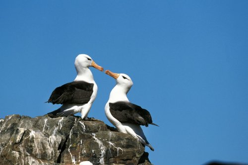 Scheidungsgrund Klimawandel: Immer mehr Albatrosse trennen sich