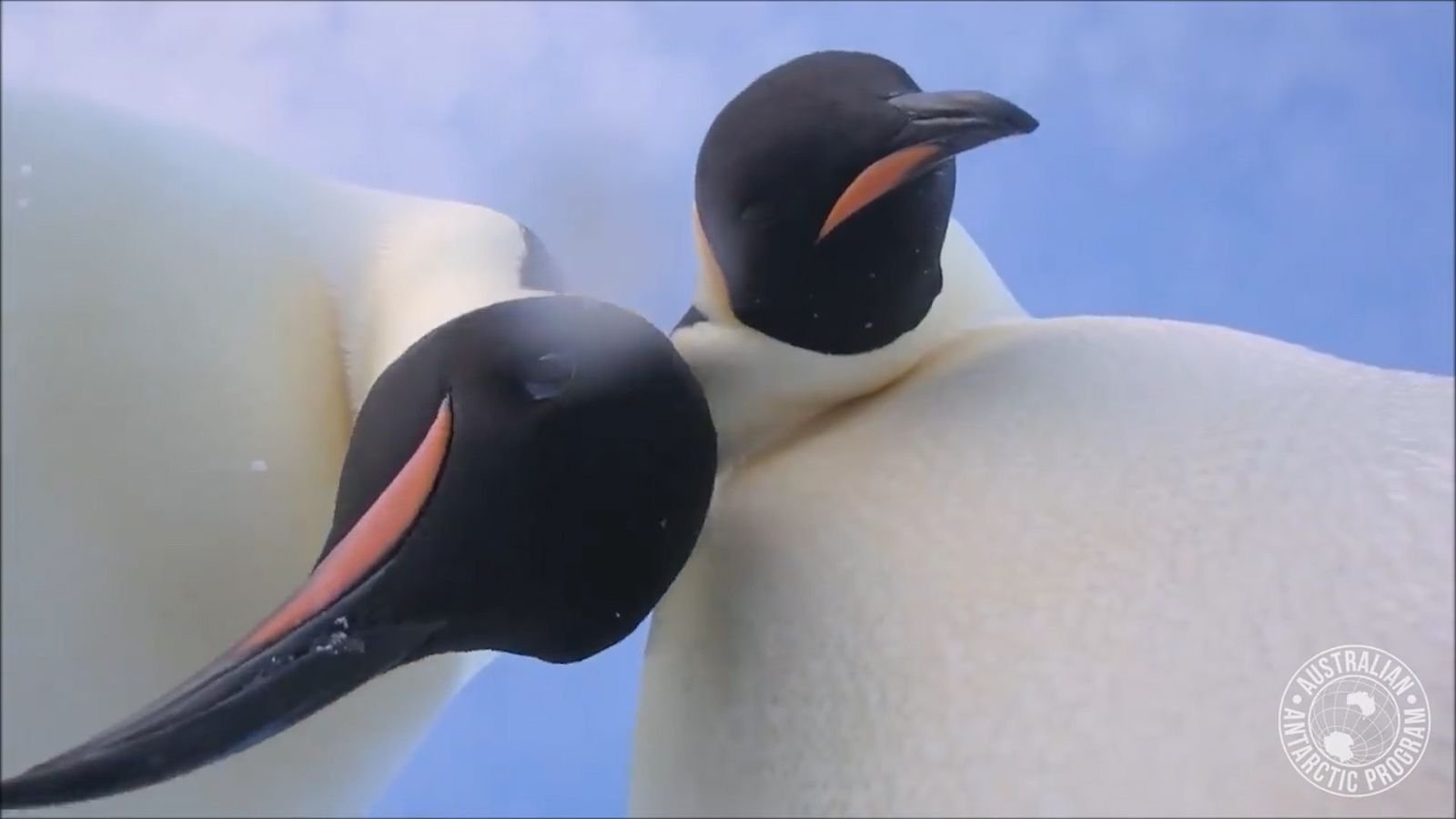 Erstauntes Pinguin-Pärchen entdeckt „Das Selfie“