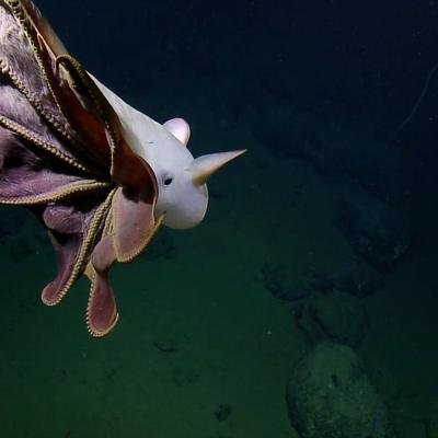 Dieser Dumbo-Oktopus ist ein kleiner Star der Tiefsee