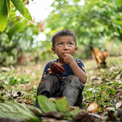 Schokolade fürs Klima: Wie der Kakaoanbau in Agroforsten dem Regenwald helfen soll