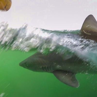 Haie vor der deutschen Küste: Schutz für die bedrohten Meeresräuber