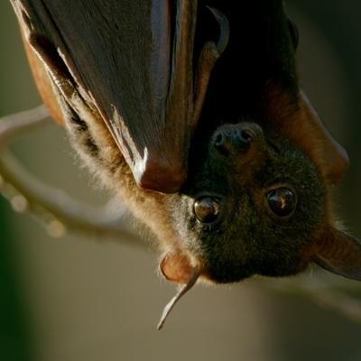 Para estos murciélagos la solución a su sed puede ser mortal