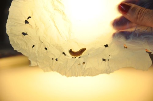 El gusano de la cera, un arma contra la contaminación por plástico