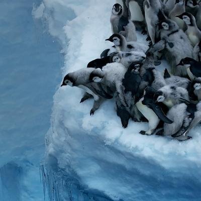 ¿Por qué saltan estos polluelos de pingüino por un acantilado?